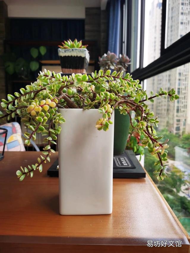 养雅乐之舞,用深盆好还是浅盆好?