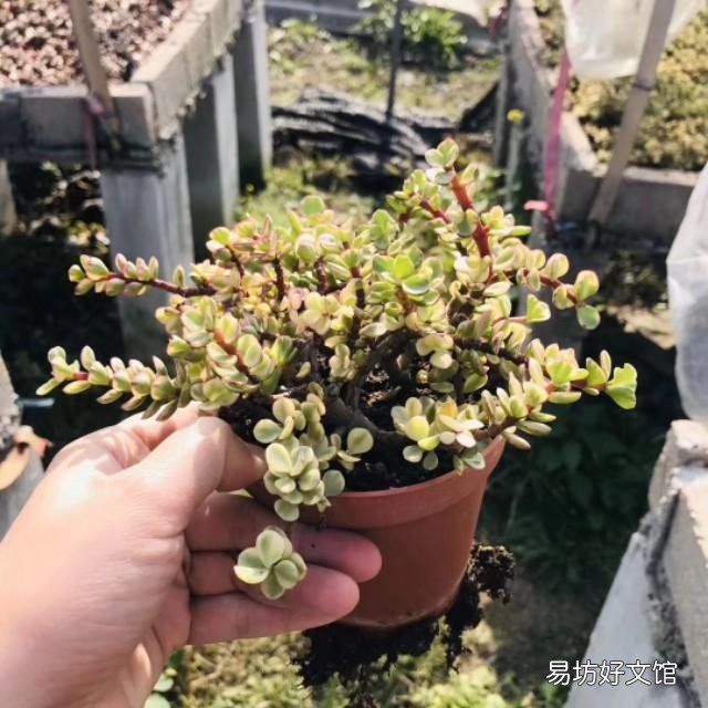 养雅乐之舞,用深盆好还是浅盆好?