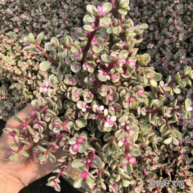 养雅乐之舞,用深盆好还是浅盆好?
