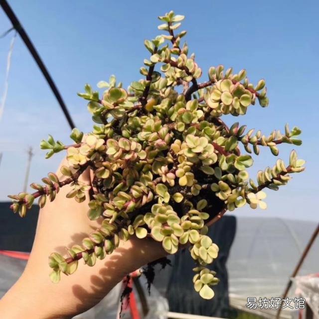养雅乐之舞,用深盆好还是浅盆好?
