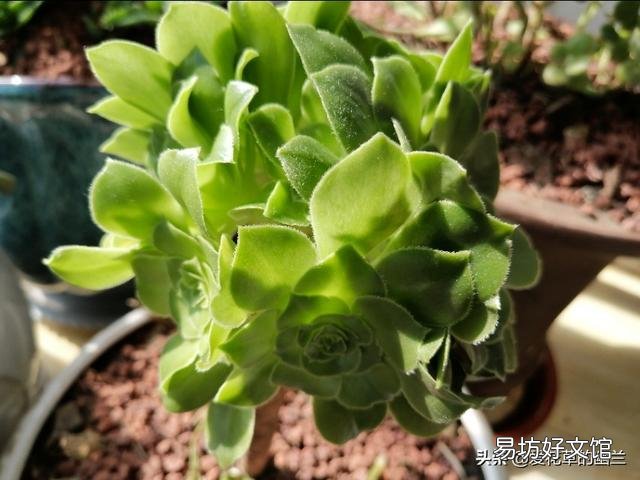 养雅乐之舞,用深盆好还是浅盆好?