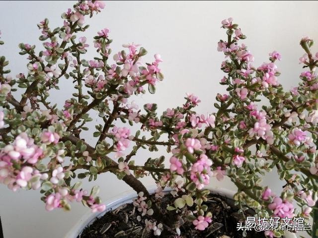 养雅乐之舞,用深盆好还是浅盆好?