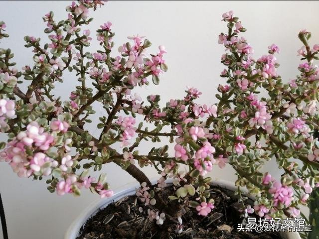 养雅乐之舞,用深盆好还是浅盆好?