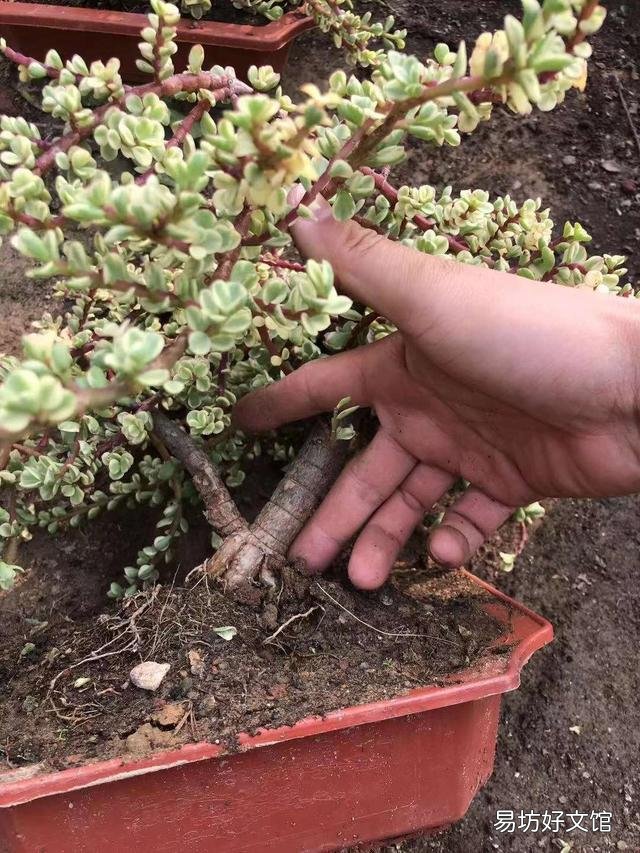 养雅乐之舞,用深盆好还是浅盆好?