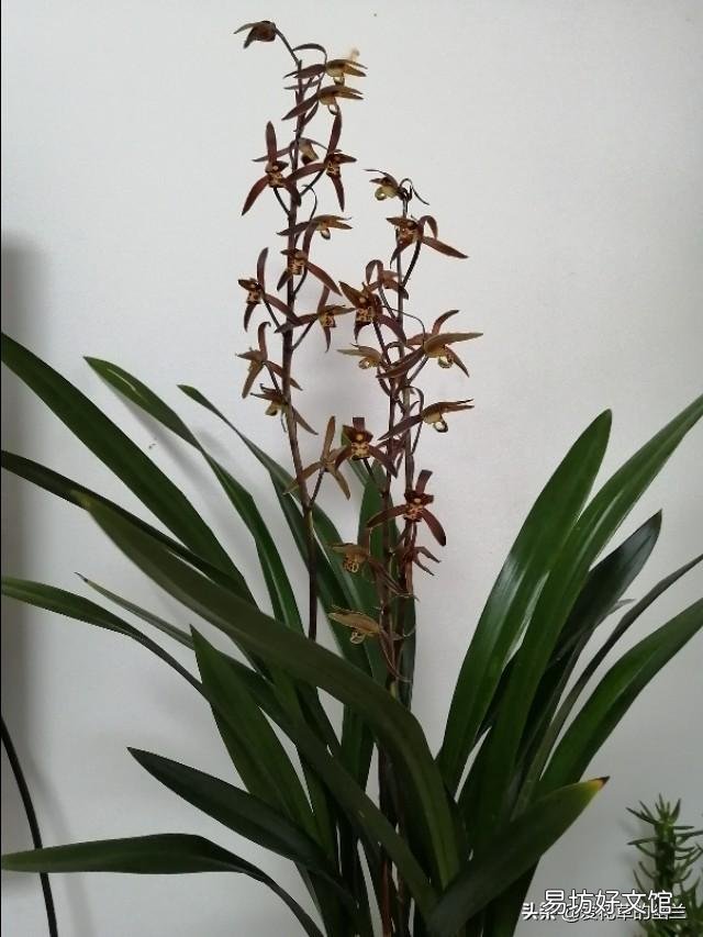 养雅乐之舞,用深盆好还是浅盆好?