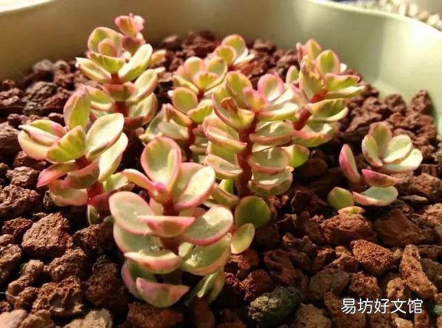 养雅乐之舞,用深盆好还是浅盆好?