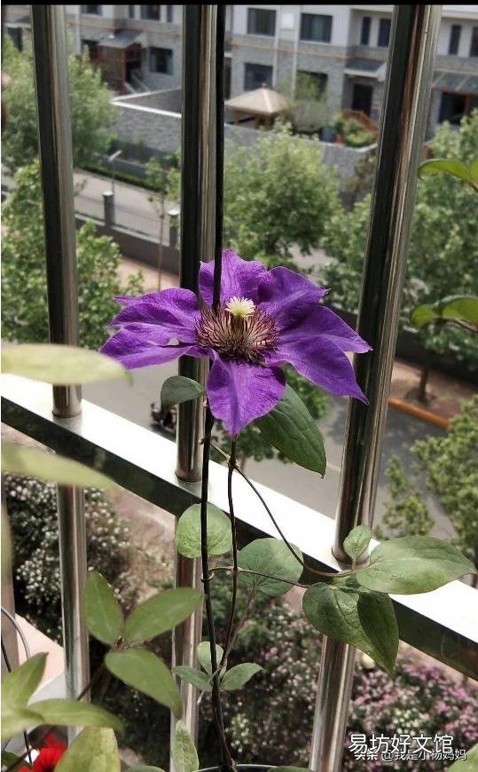 新手养花该注意什么？