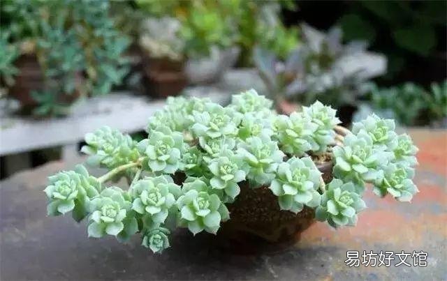 新手养花该注意什么？