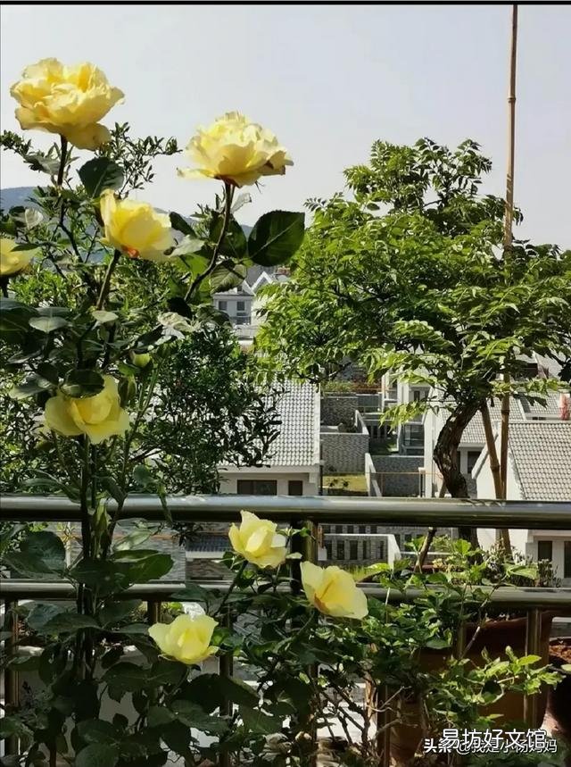 新手养花该注意什么？