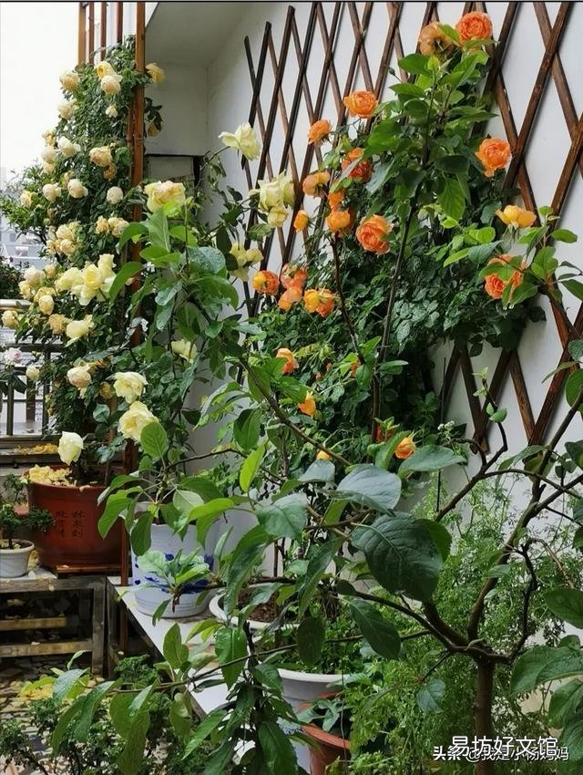 新手养花该注意什么？