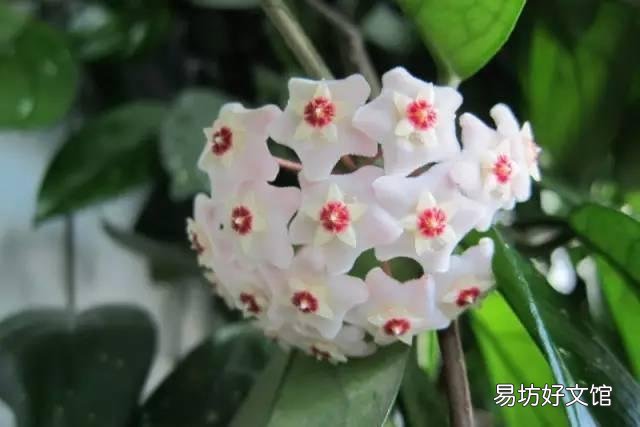 新手养花该注意什么？
