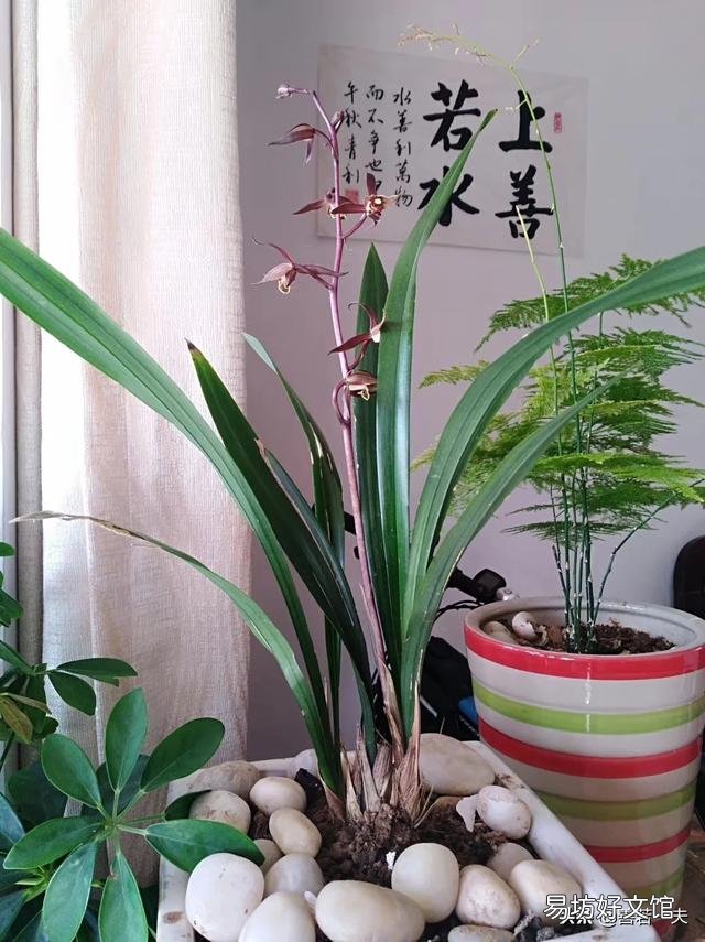 新手养花该注意什么？