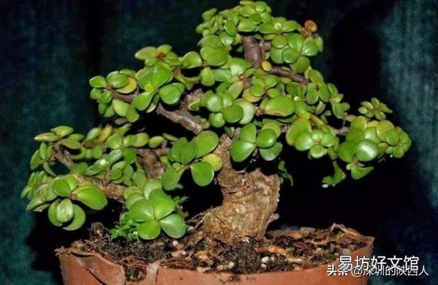 怎样养殖金枝玉叶才能快速养成老桩呢?