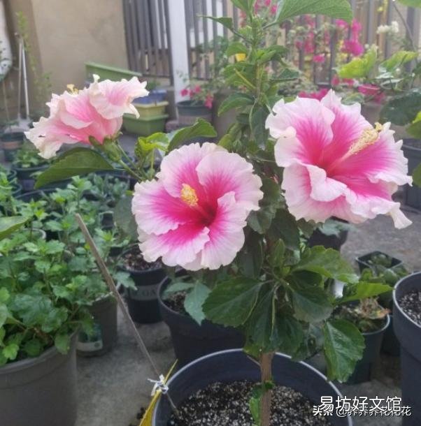 扶桑花喜欢酸性还是碱性?如何养护?