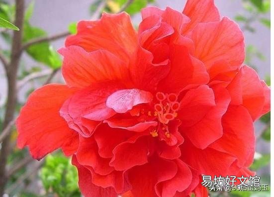 扶桑花喜欢酸性还是碱性?如何养护?
