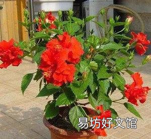 扶桑花喜欢酸性还是碱性?如何养护?