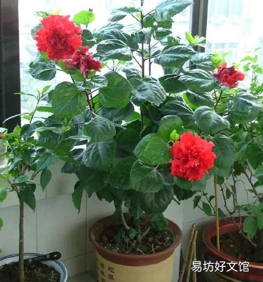 扶桑花喜欢酸性还是碱性?如何养护?