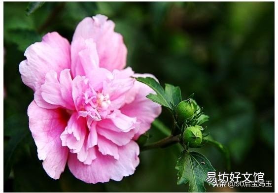扶桑花喜欢酸性还是碱性?如何养护?