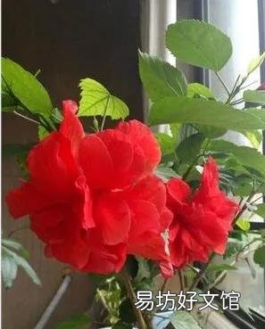 扶桑花喜欢酸性还是碱性?如何养护?