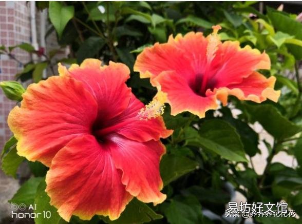 扶桑花喜欢酸性还是碱性?如何养护?