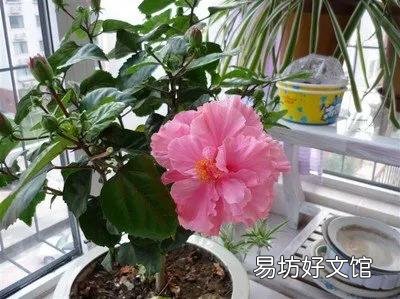 扶桑花喜欢酸性还是碱性?如何养护?