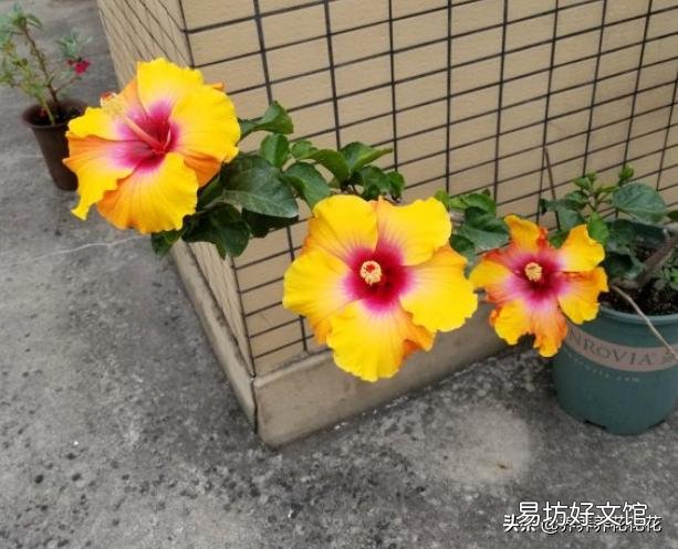 扶桑花喜欢酸性还是碱性?如何养护?