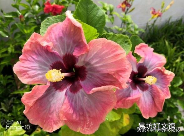 扶桑花喜欢酸性还是碱性?如何养护?