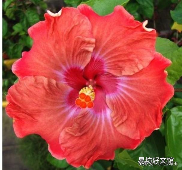 扶桑花喜欢酸性还是碱性?如何养护?