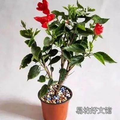 扶桑花喜欢酸性还是碱性?如何养护?