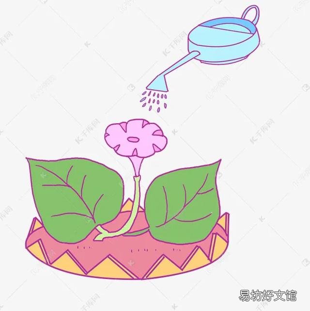 家中养花什么时间浇水合适?