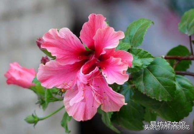 为什么刚买的扶桑花叶子发软?