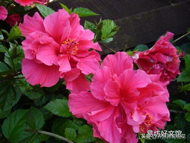 为什么刚买的扶桑花叶子发软?
