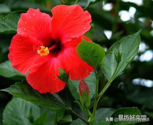 为什么刚买的扶桑花叶子发软?
