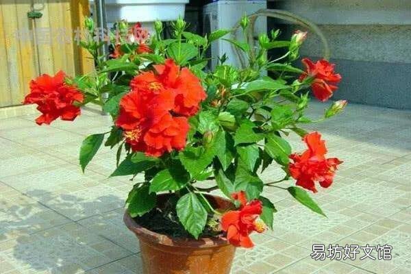 为什么刚买的扶桑花叶子发软?