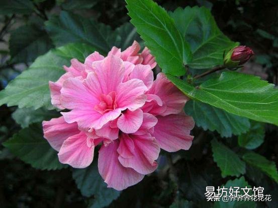 为什么刚买的扶桑花叶子发软?