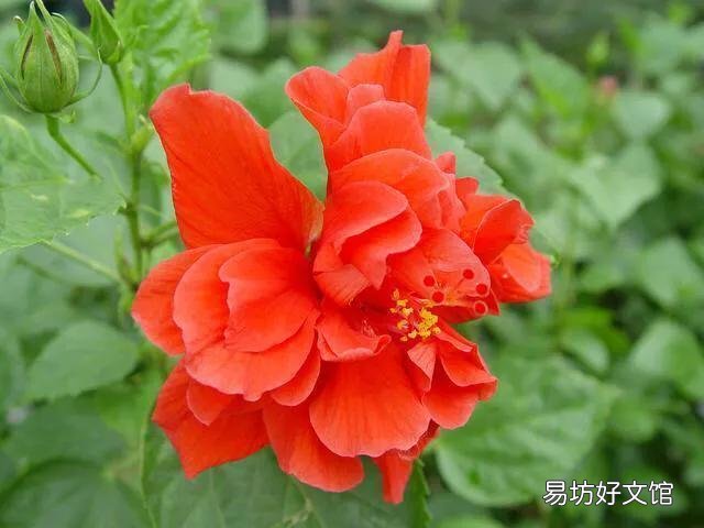 为什么刚买的扶桑花叶子发软?