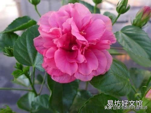 为什么刚买的扶桑花叶子发软?