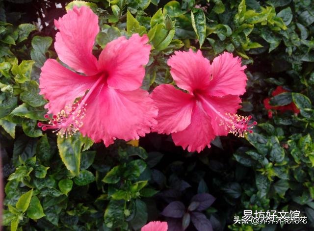 为什么刚买的扶桑花叶子发软?