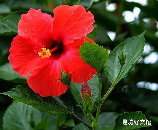 为什么刚买的扶桑花叶子发软?