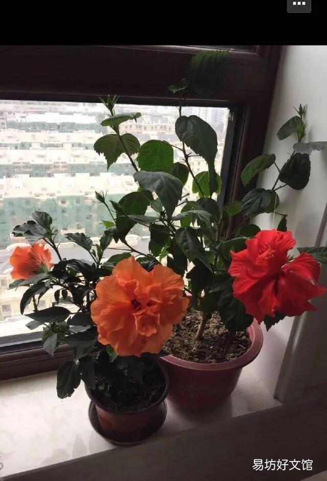 为什么刚买的扶桑花叶子发软?