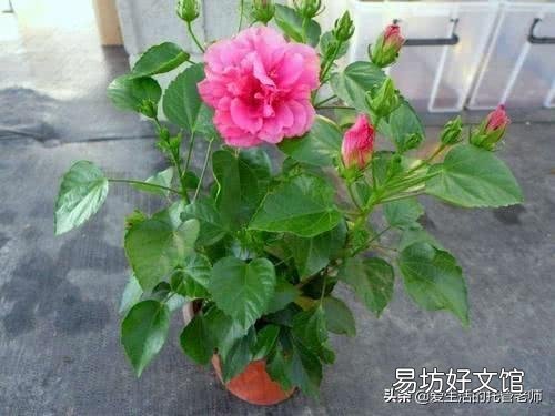 为什么刚买的扶桑花叶子发软?
