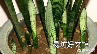 我家的虎皮兰一年多了,基本没变化,还没见长势,有什么好办法促生长?
