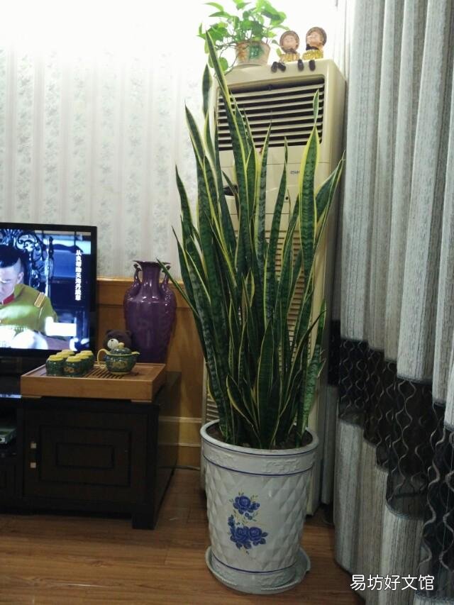 我家的虎皮兰一年多了,基本没变化,还没见长势,有什么好办法促生长?