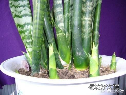我家的虎皮兰一年多了,基本没变化,还没见长势,有什么好办法促生长?