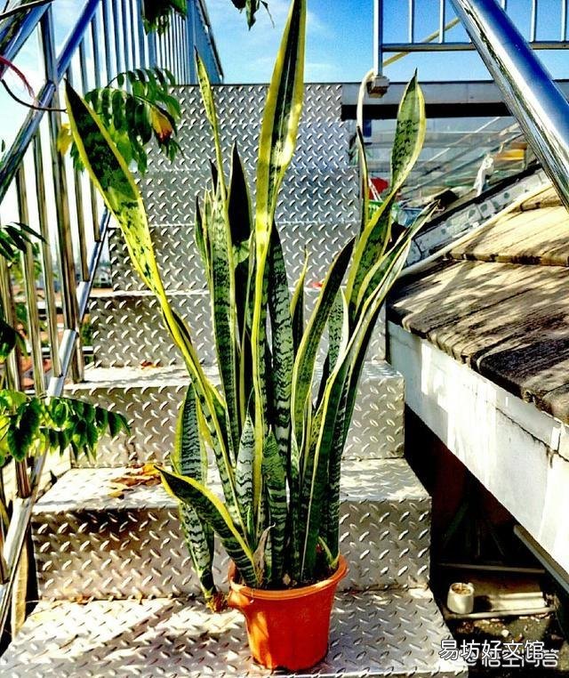 我家的虎皮兰一年多了,基本没变化,还没见长势,有什么好办法促生长?