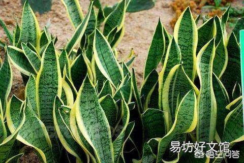 我家的虎皮兰一年多了,基本没变化,还没见长势,有什么好办法促生长?