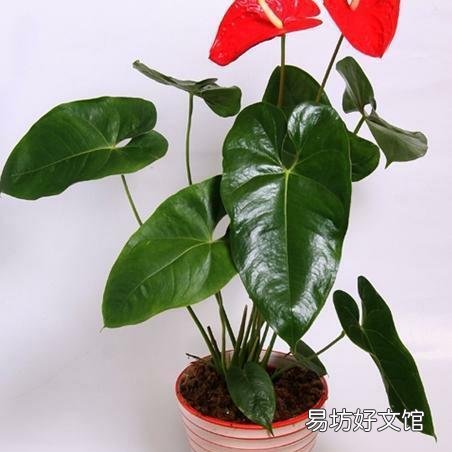土培红掌能生根吗?
