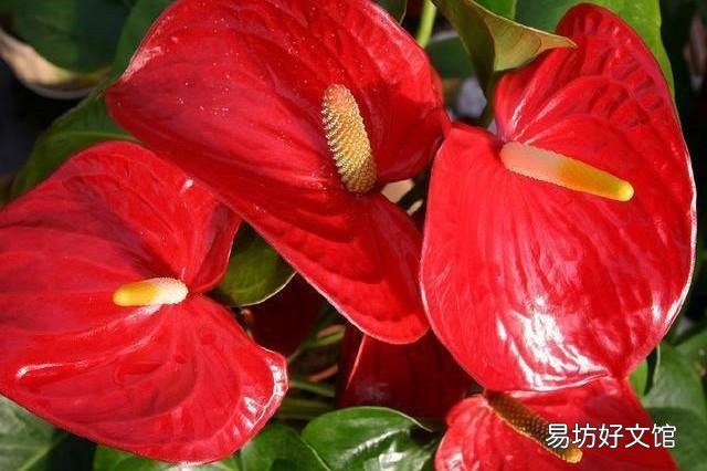 土培红掌能生根吗?
