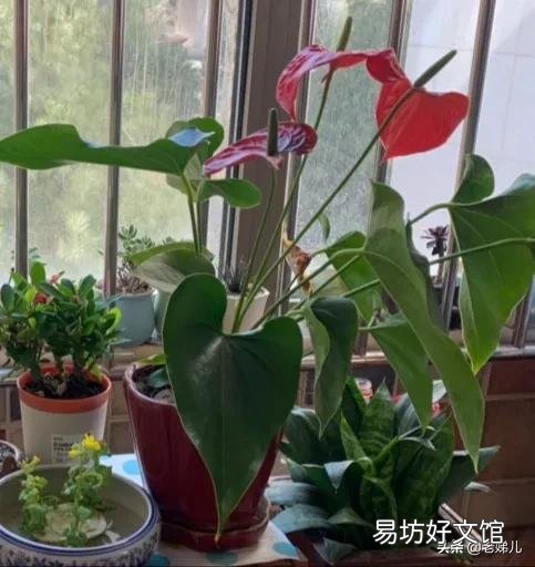 土培红掌能生根吗?