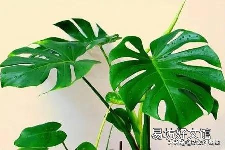 龟背竹5月份可以换盆吗?
